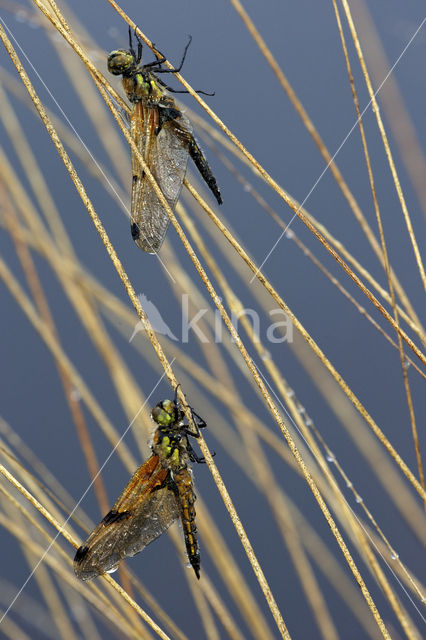 Viervlek (Libellula quadrimaculata)