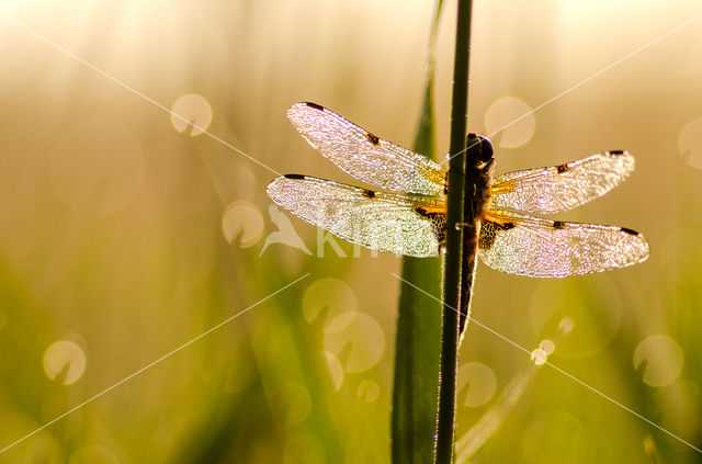 Viervlek (Libellula quadrimaculata)