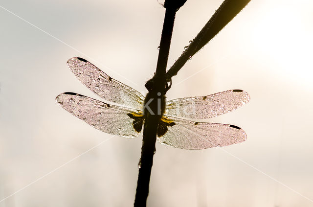 Viervlek (Libellula quadrimaculata)