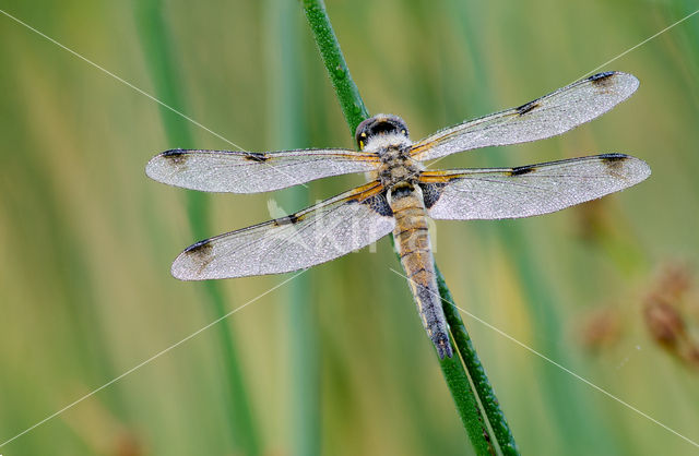 Viervlek (Libellula quadrimaculata)