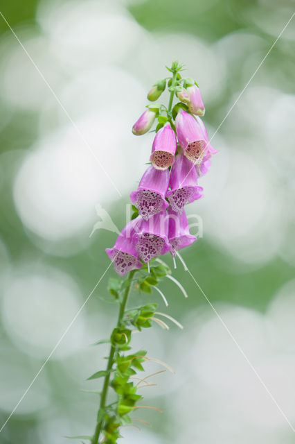 Foxeglove (Digitalis purpurea 'Alba')