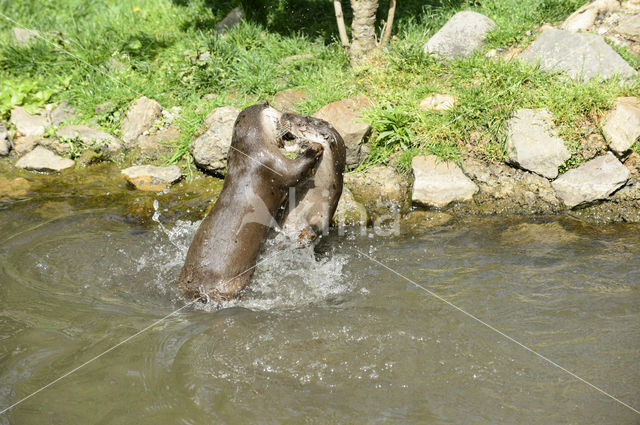 European Otter (Lutra lutra)