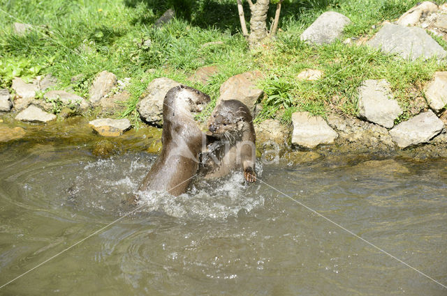 European Otter (Lutra lutra)