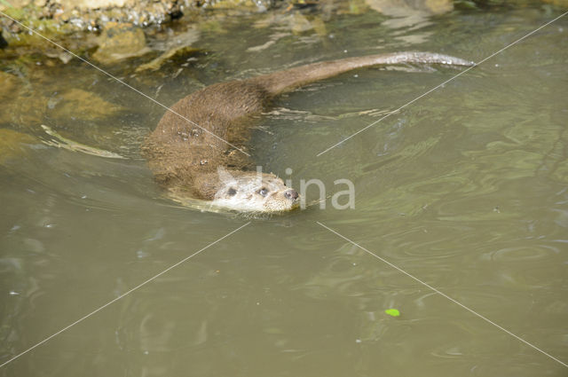 European Otter (Lutra lutra)