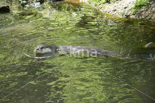 European Otter (Lutra lutra)