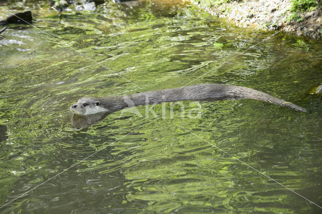 European Otter (Lutra lutra)