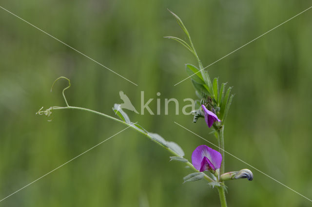 Common Vetch (Vicia sativa)