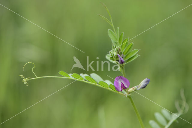 Voederwikke (Vicia sativa)