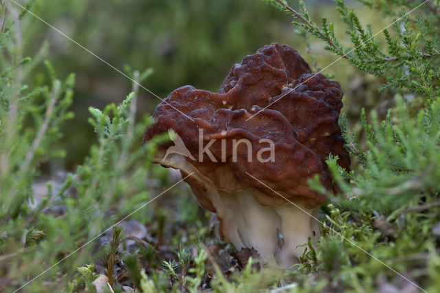 Voorjaarskluifzwam (Gyromitra esculenta)