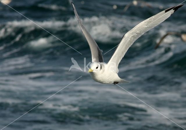 Black-legged Kittiwake (Rissa tridactyla)