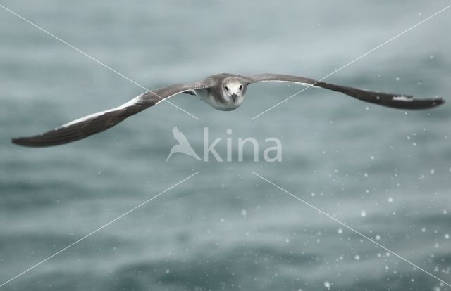 Sabine's Gull (Xema sabini)