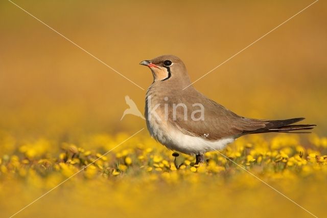 Collared Pratincole (Glareola pratincola)