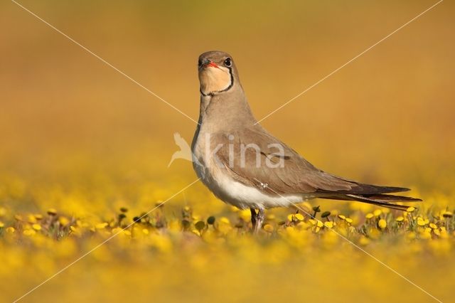 Collared Pratincole (Glareola pratincola)