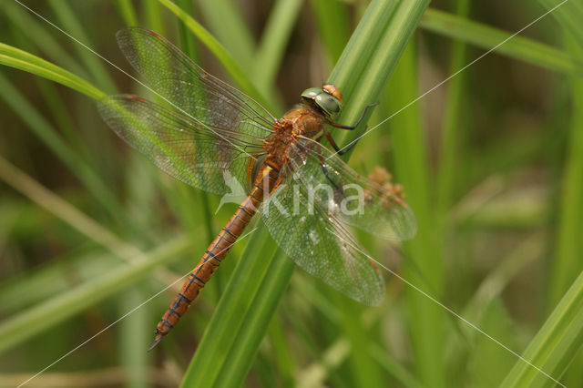 Northern Hawker (Aeshna isosceles)