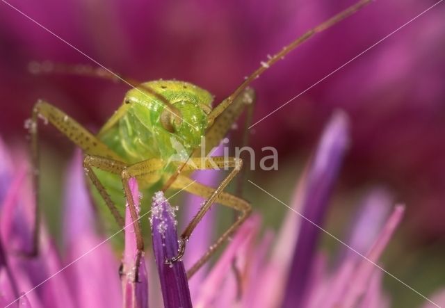 Amblytylus nasutus