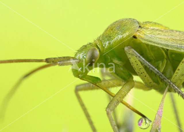 Amblytylus nasutus