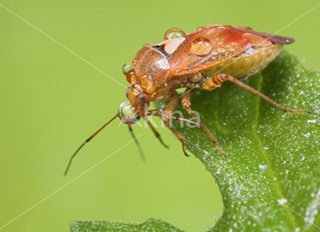 Weidewants (Lygus pratensis)