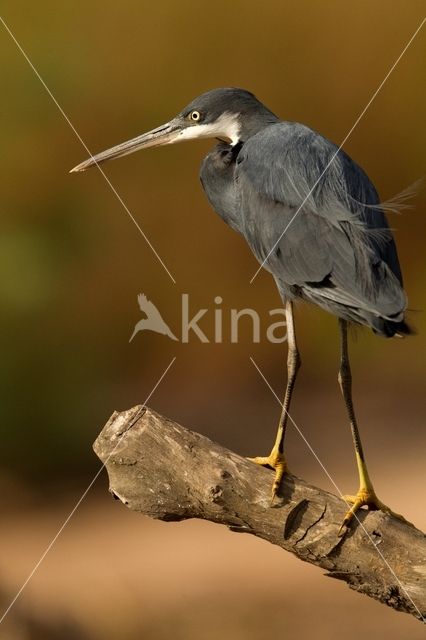 Western Reef-Heron (Egretta gularis)