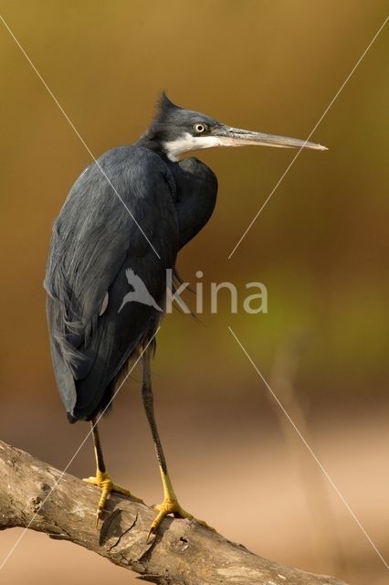 Western Reef-Heron (Egretta gularis)