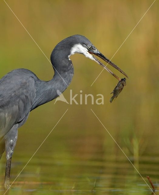 Westelijke Rifreiger (Egretta gularis)