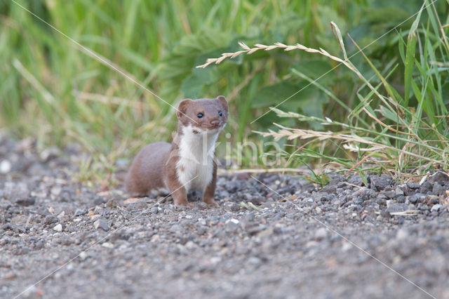 Weasel (Mustela nivalis)