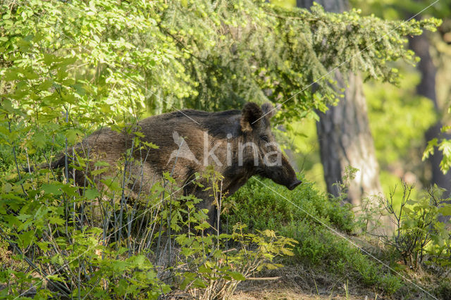 Wild Boar (Sus scrofa)