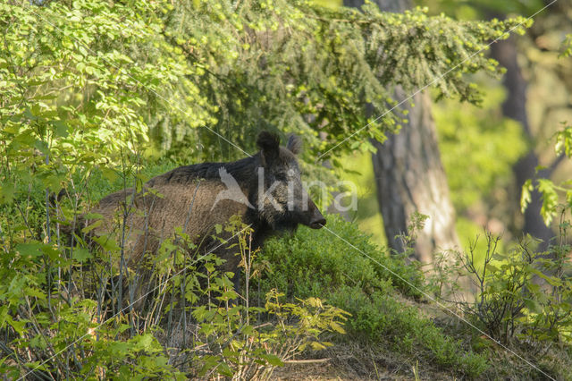 Wild zwijn