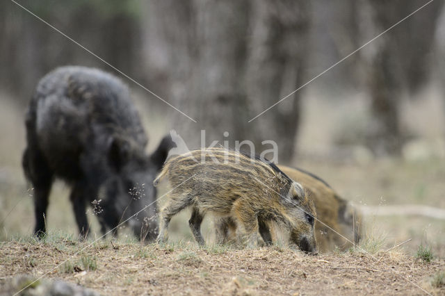 Wild Boar (Sus scrofa)