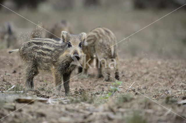 Wild zwijn