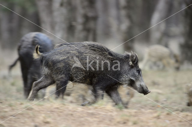 Wild zwijn