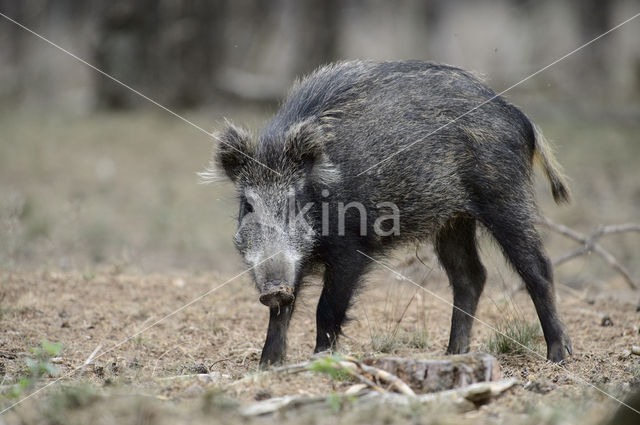 Wild Boar (Sus scrofa)