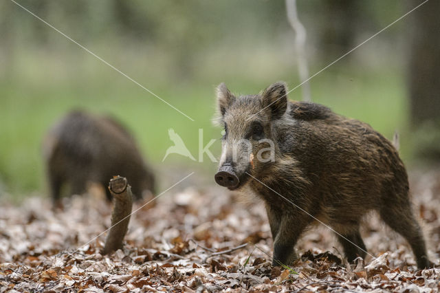 Wild Boar (Sus scrofa)