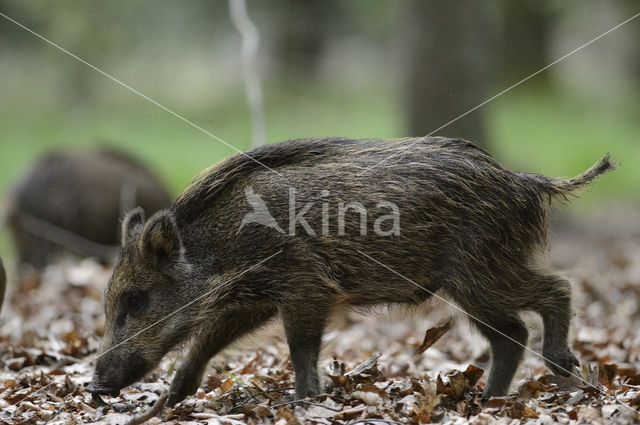 Wild Boar (Sus scrofa)