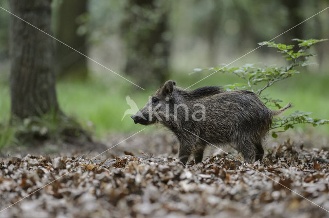 Wild zwijn