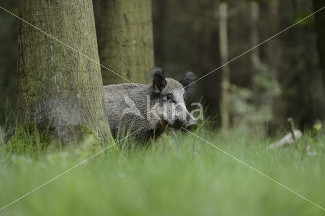 Wild zwijn