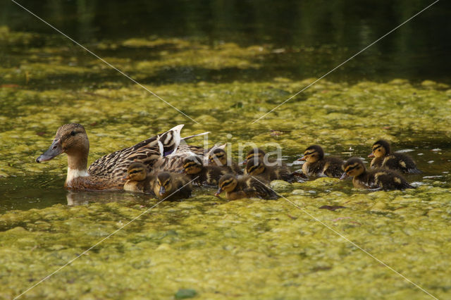 Wilde Eend (Anas platyrhynchos)