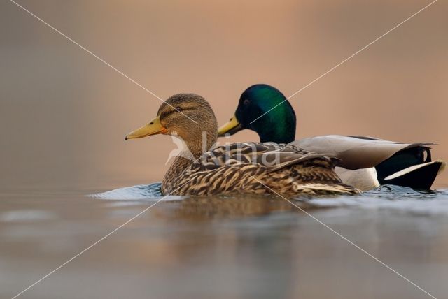 Mallard