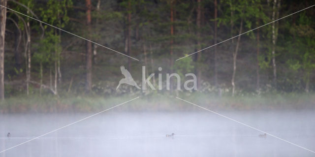 Wintertaling (Anas crecca)