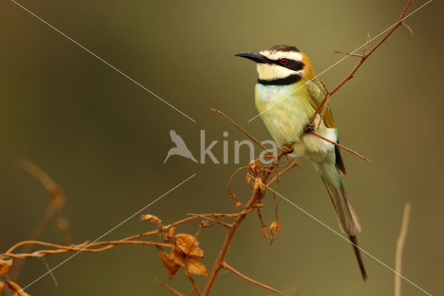 Witkeelbijeneter (Merops albicollis)