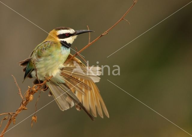 Witkeelbijeneter (Merops albicollis)