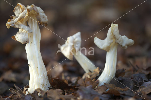 White Saddle (Helvella crispa)