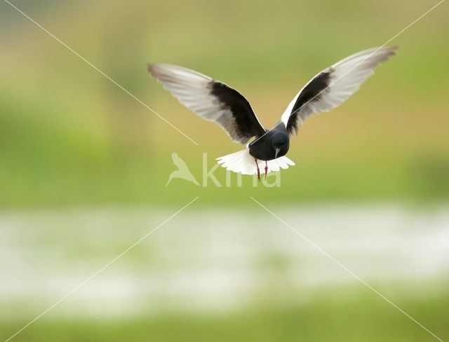 White-winged Tern (Chlidonias leucopterus)