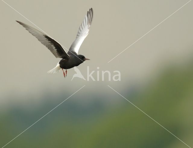 White-winged Tern (Chlidonias leucopterus)