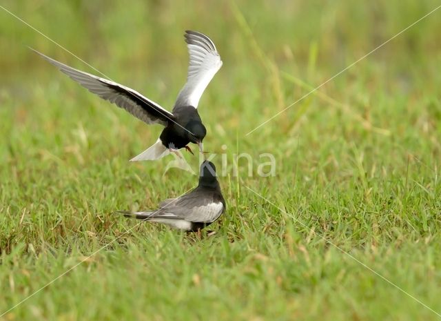 White-winged Tern (Chlidonias leucopterus)