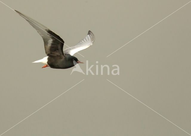 White-winged Tern (Chlidonias leucopterus)