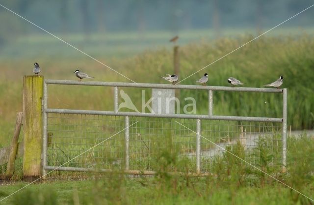 Whiskered Tern (Chlidonias hybridus)