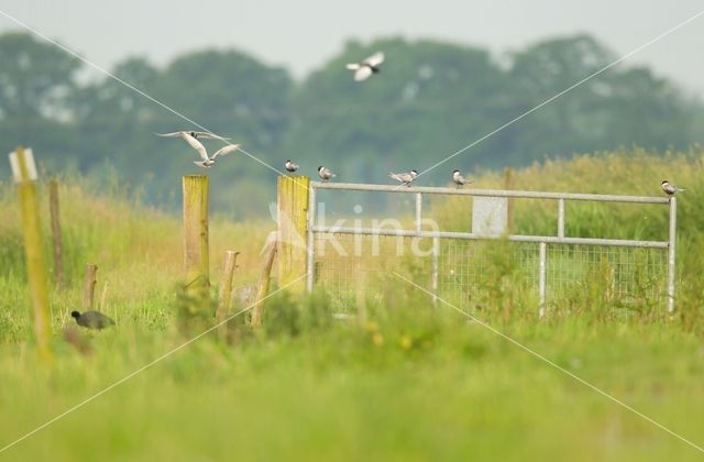 Whiskered Tern (Chlidonias hybridus)