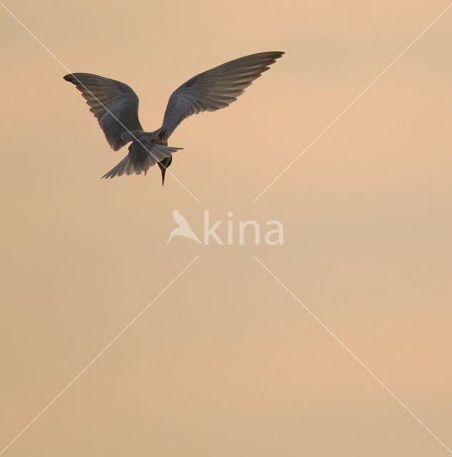Whiskered Tern (Chlidonias hybridus)