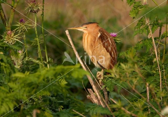 Little Bittern (Ixobrychus minutus)