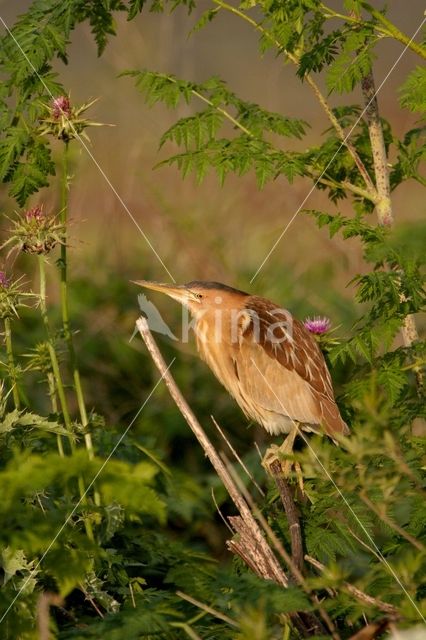 Little Bittern (Ixobrychus minutus)